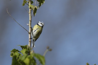 Blue tit (Cyanistes caeruleus) adult garden bird on a tree branch, England, United Kingdom