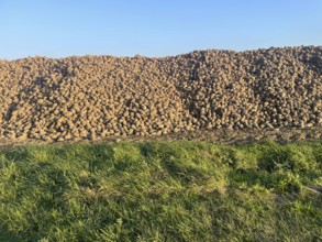 Agriculture, sugar beet storage in the field, Mecklenburg-Western Pomerania, Western Pomerania