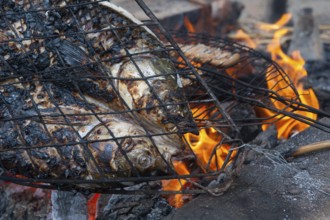 Preparing and grilling Masgouf over an open fire in the southern marshes of Iraq, fish cooked over