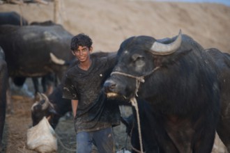 Basra, Iraq. November 3rd 2018 A young Iraqi buffalo farmer with his herd in the marshes of