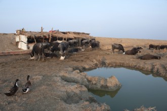 An Iraqi buffalo farm in the Marshes of Southern Iraq, the buffalo are underweight due to drought