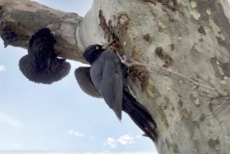 Black woodpecker on a tree in a park. Krasnodar. Russia