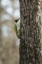 Green woodpecker on a tree in a park. Krasnodar. Russia