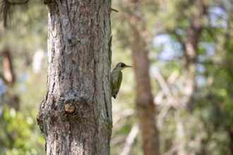 Green woodpecker on a tree in a park. Krasnodar. Russia