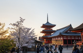Sanjunoto Pagoda and Kyodo Hall in the evening light, blooming cherry tree, Kiyomizu-dera temple,