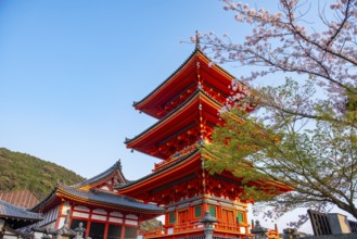 Sanjunoto Pagoda and Kyodo Hall in the evening light, cherry blossom, Kiyomizu-dera Temple, in the