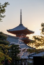Sanjunoto Pagoda, blossoming cherry tree and trees in a garden in spring, Kiyomizu-dera temple,