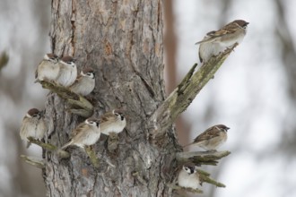 Sparrows on a branch in winter park. Krasnodar. Russia