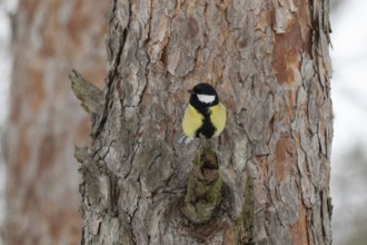 Paridae in a park. Krasnodar, Russia