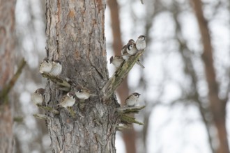 Sparrows on a branch in winter park> Krasnodar. Russia
