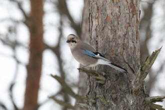 Jay in a park. Krasnodar. Russia