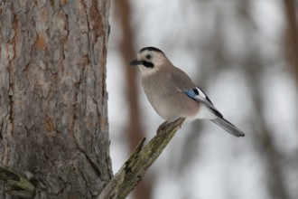Jay (Garrulus glandarius) in a park. Krasnodar. Russia