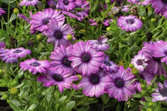 Osteospermum purple in a garden. Krasnodar. Russia