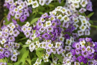 Alyssum lobularia flower. Krasnodar. Russia
