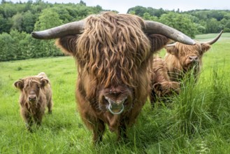 Highland cattle, Highland Cattle or Kyloe (Bos primigenius f. taurus), bull with nose ring, shaggy