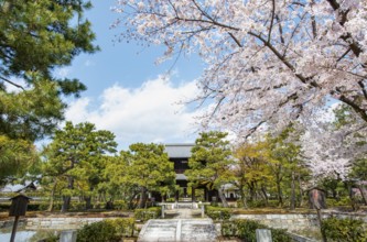 Sammon or Bogetsuro Gate with cherry blossoms, entrance to Kennin-ji Zen Buddhist Temple,