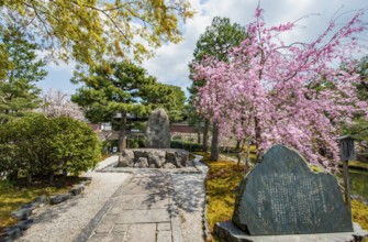 Tea Memorial and Blooming Cherry Tree, Kennin-ji Temple Complex, Buddhist Temple, Kyoto, Japan