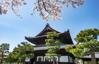 Cherry blossoms, Kennin-ji Buddhist temple buildings, Higashiyama, Kyoto, Japan