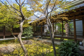 Japanese woman dressed in kimono at Kennin-ji Temple, O-shoin courtyard with Shione Garden,