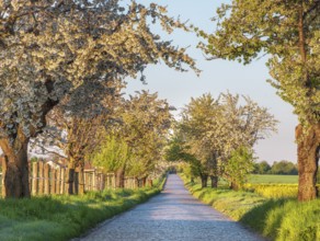 Country road with cobblestones through green fields lined with blooming cherry trees in the morning