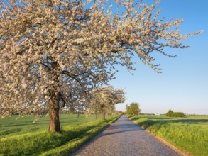 Country road with cobblestones through green fields lined with blooming cherry trees in the morning
