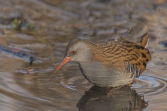 Water Rail (Rallus aquaticus) runs along a branch at the edge of the water in the moor. The sun