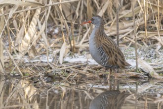 Water rail (Rallus aquaticus) walks along a branch at the water's edge in the moor. The sun clears