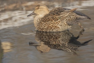 Female Duck Eurasian Tealswim (Anas crecca) sits on the water and observes her surroundings. The