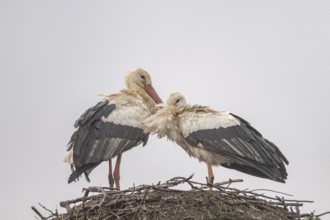 Two white storks (ciconia ciconia) are on a large nest at the top of a tree. They are looking at