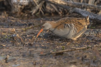 Water rail (Rallus aquaticus) walks along a branch at the edge of the water in the moor. The sun
