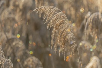 Reed-type plant stands in field. In the morning, the light shimmers on the leaves of the plant.