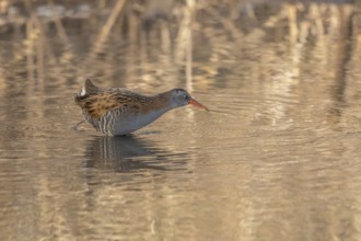 Water rail (Rallus aquaticus) walks along the water's edge in a moor. The sun illuminates the