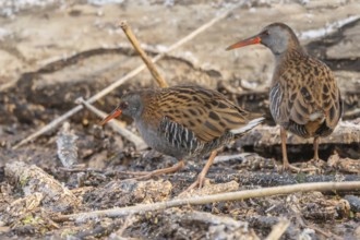 Two water Rail (Rallus aquaticus) walks along the branch at the water's edge in marsh. The sun
