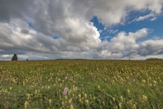A field of yellow and purple flowers stretches under a cloudy sky. Clouds form patterns in blue