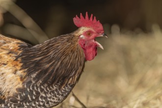 Rooster stands on the farm and crows early in the morning. The sun shimmers slightly and there is