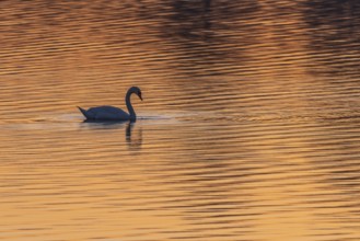 Swan moves slowly across the water surface. The sun is standing and the water shimmers in golden