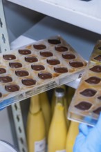 A chocolate mold with liquid chocolate, behind it yellow bottles on a shelf, vegan chocolates