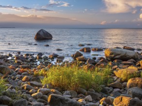 Sunset on the Baltic Sea, boulders and reeds on the shore in the last light, Schwanenstein in the