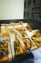 Chocolate packaging with orange-black design in a box, Easter production of regional products,