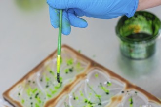 A gloved blue hand holds a brush covered with green paint over a mold, Vegan Chocolate Production,