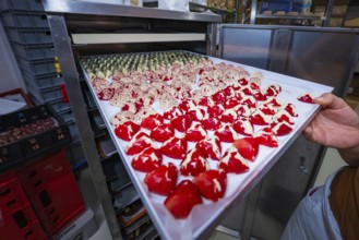 Several chocolate molds on a baking tray, including red-white and nutty patterns, Easter production
