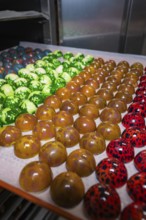 Tray with shiny chocolates in various colors and patterns, Easter production of regional products,