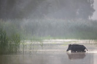 The wild boar (Sus scrofa) heads purposefully for an island in the pond, water, swimming, fog,