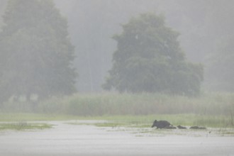 In the pouring rain, a wild boar (Sus scrofa) crosses a pond with its young, water, swimming, fog,