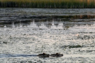 Two wild boar (Sus scrofa) swimming through a pond, water, adaptive, Germany