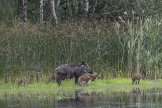 A wild boar (Sus scrofa) appears on the bank of a pond with its still very young offspring, water,