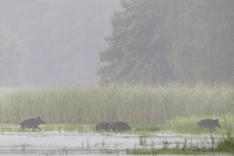 A few metres in front of reaching the reed belt, the leading wild boar creek (Sus scrofa) ensures