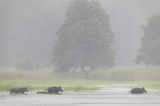A small herd of wild boars (Sus scrofa) appears in front of the photo hideout and crosses a pond,