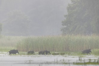 A non-leading wild boar (Sus scrofa) runs ahead, followed by young boars and defectors, at the end