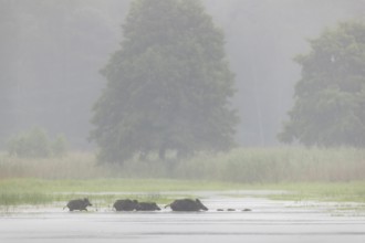 A small herd of wild boars (Sus scrofa) crosses a pond, water, swimming, fog, mystical, family,
